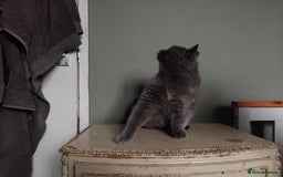 British Shorthair cats for sale: Beautiful British Shorthair  - Image 15