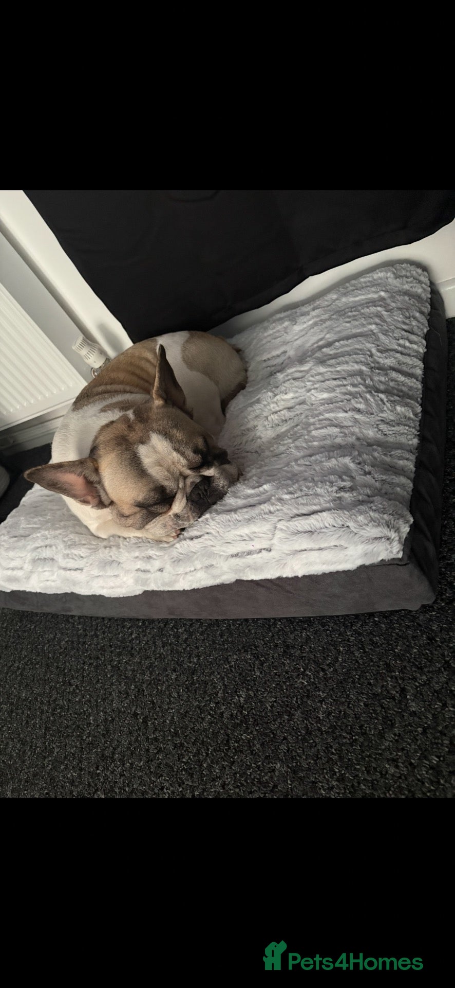 French Bulldog dogs French bulldog Norman 💚 - Advert 3