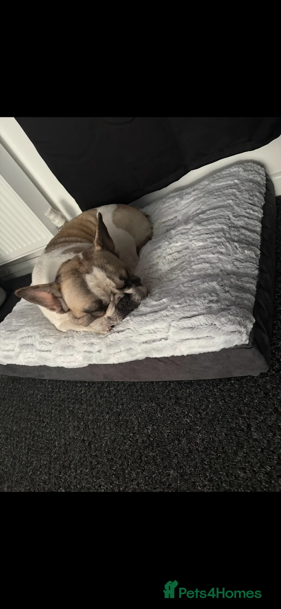 French Bulldog dogs for sale: French bulldog Norman 💚 - Advert 1