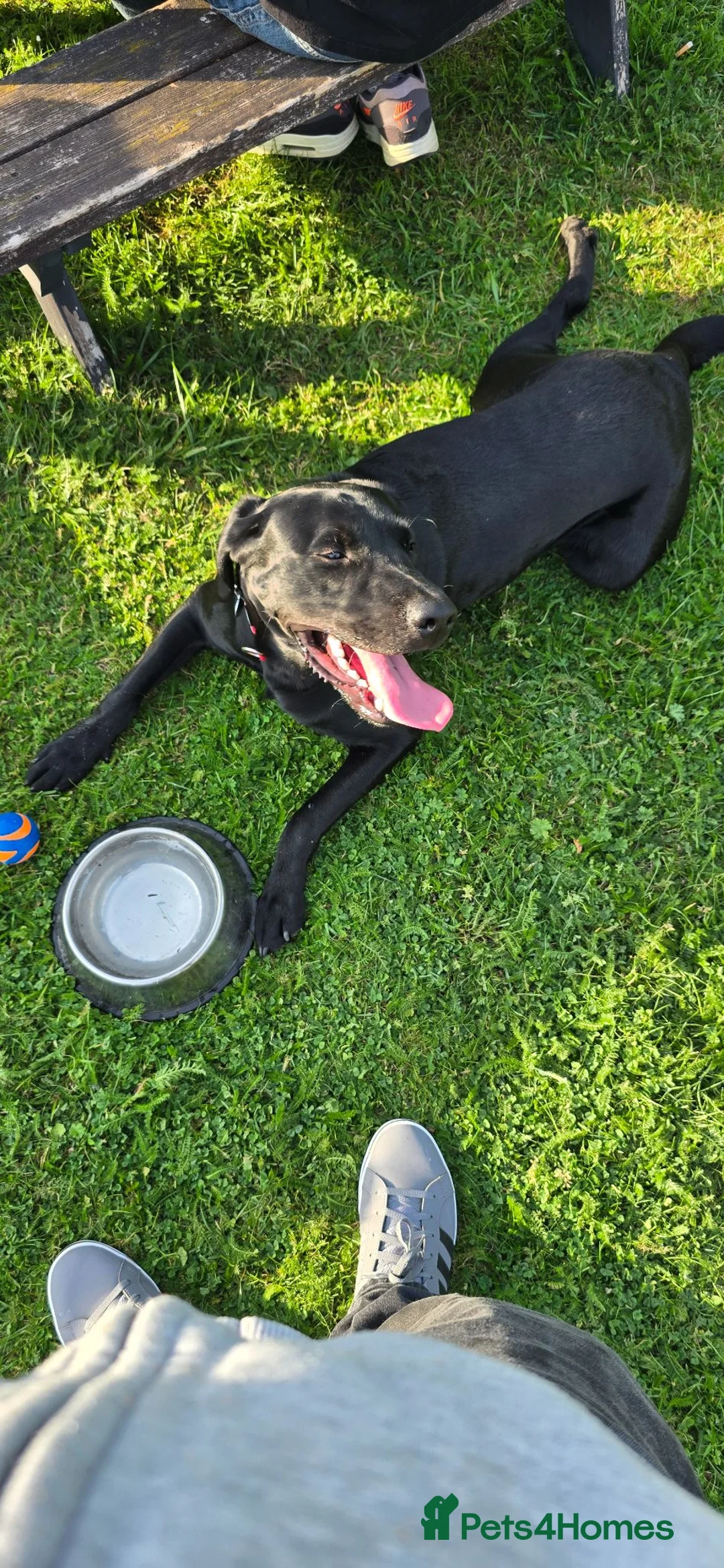 Labrador Retriever dogs for sale: Black Labrador Retriever for rehoming  - Advert 2