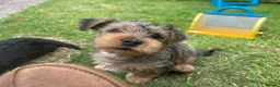 Yorkshire Terrier dogs for sale: Male Merle Yorkshire terrier  - Advert 6
