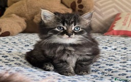 Mixed Breed cats for sale: Mixed breed kittens - Advert 4