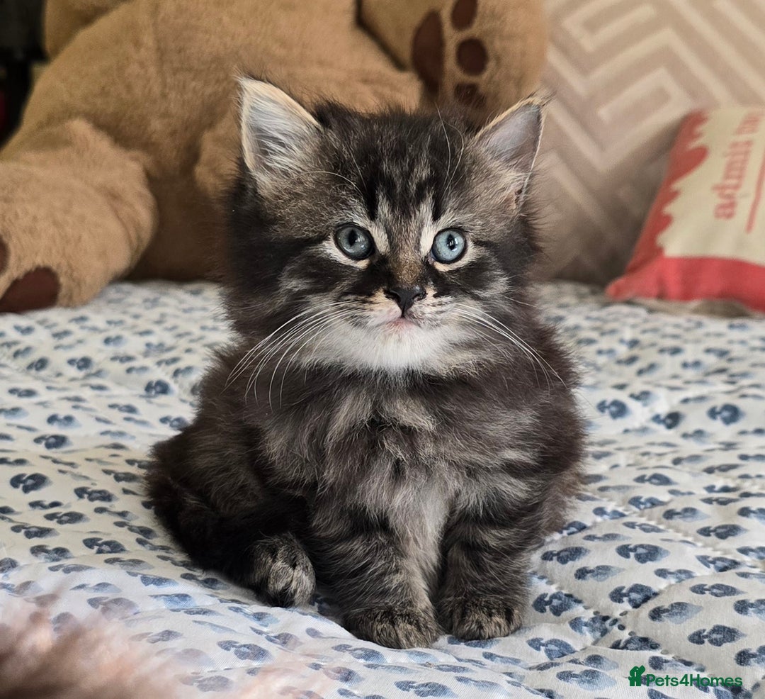 Mixed Breed cats for sale: Mixed breed kittens - Advert 4