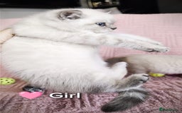 British Shorthair cats for sale: ❤️💙Last 2 Kittens ● TICA Reg ● BSH ●Colorpoints ✨ - Image 12