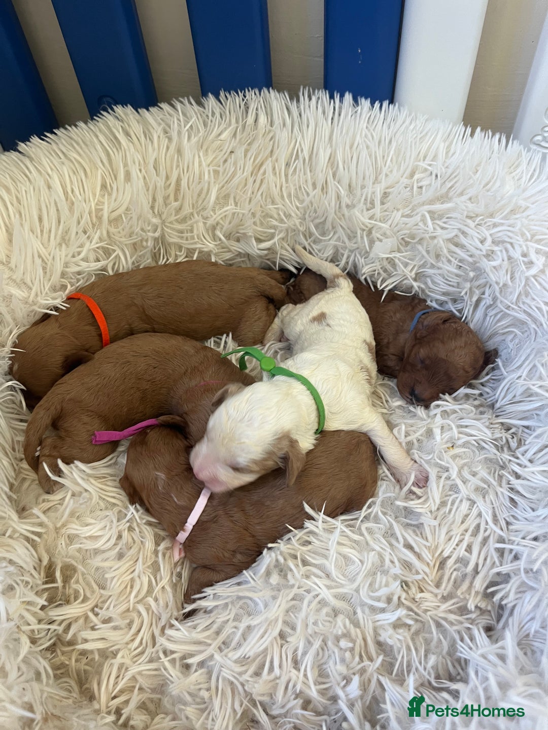 Cavapoo dogs for sale: Top Class Extensively tested F1b Toy Cavapoo pups - Image 5