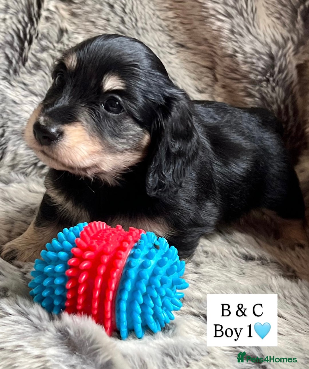 Miniature Dachshund dogs for sale: LONGHAIRED MINIATURE CREAM PUPPIES🐾🩵 - Image 6