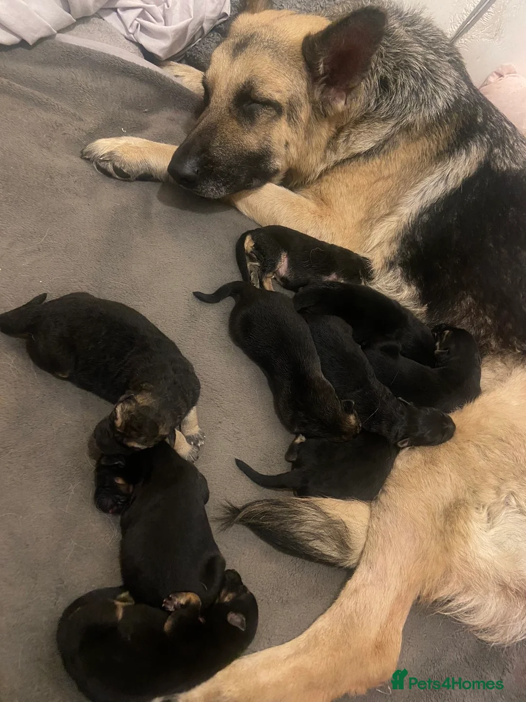 German Shepherd dogs for sale: German shepherd puppies in Tilbury - Advert 1