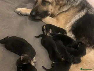 German Shepherd dogs German shepherd puppies - Advert 10