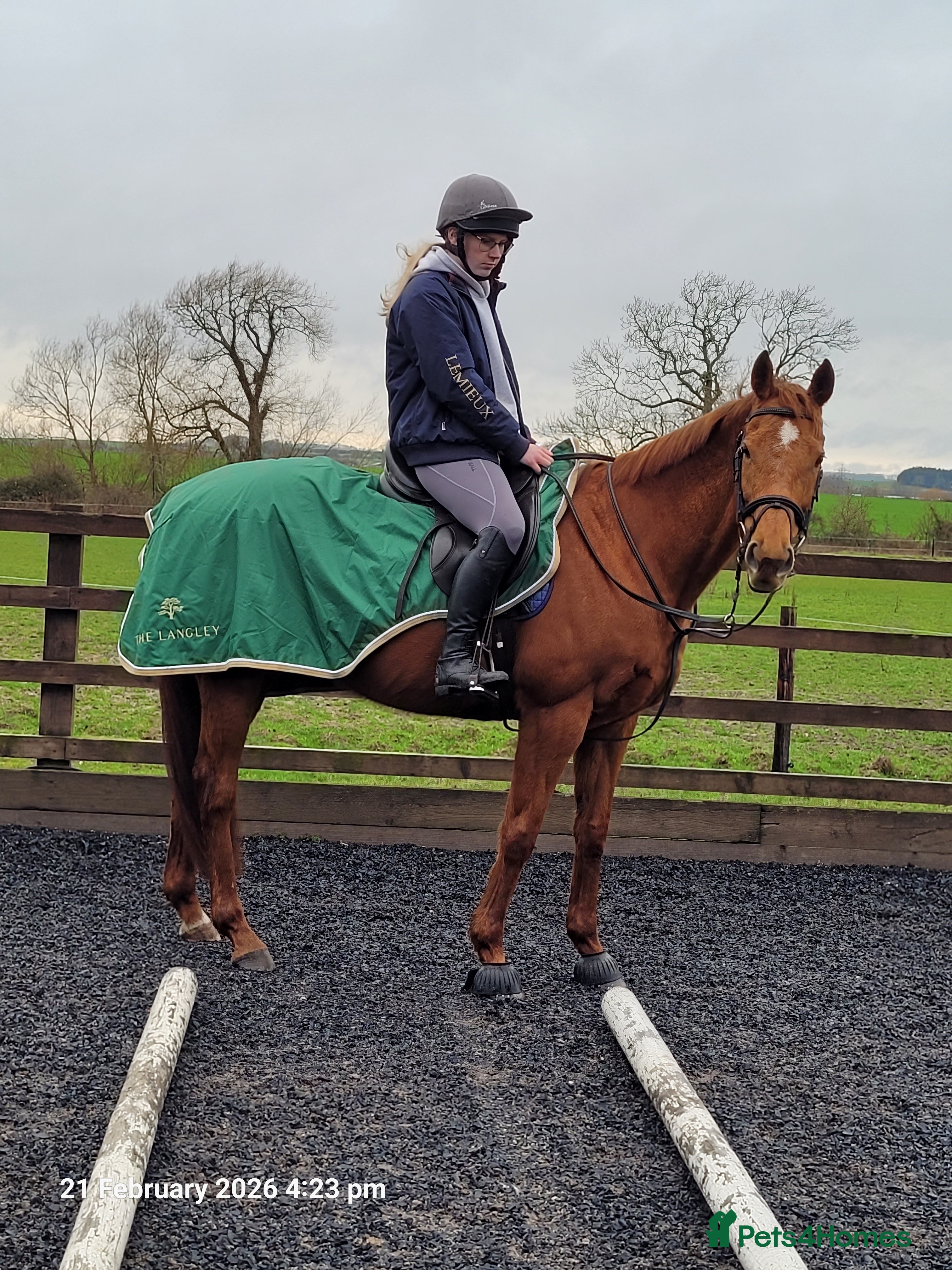 English Thoroughbred horses All rounder Chestnut mare Thoroughbred  - Advert 10