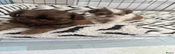 Shih Tzu dogs for sale: Imperial Shih Tzu puppies  - Advert 10
