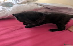 British Shorthair cats for sale: Short haired kittens - Image 7