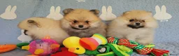 Pomeranian dogs for sale: Stunning KC Pomeranian Puppies for sale - Advert 20