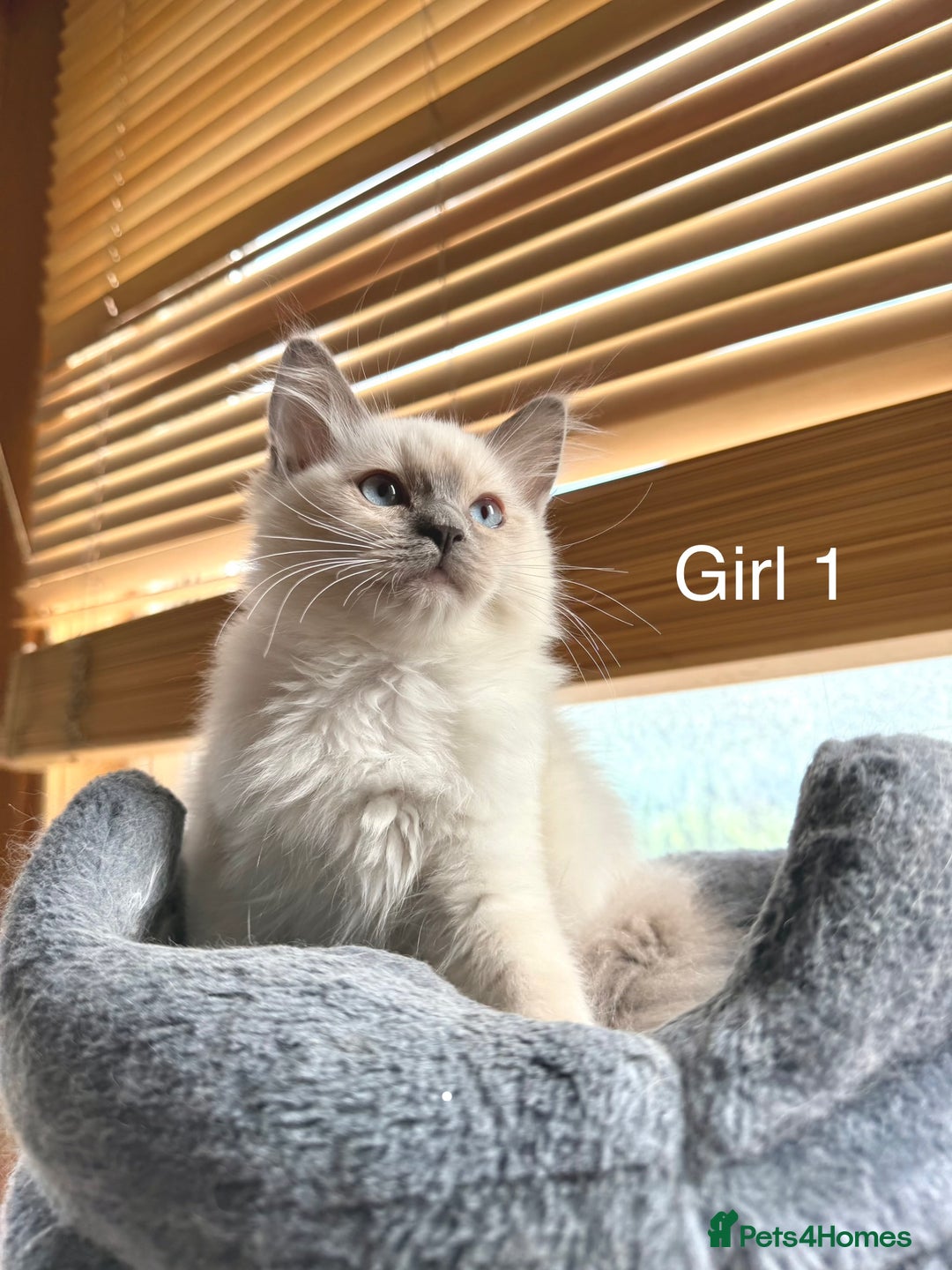 Ragdoll cats for sale: 4 beautiful ragdoll kittens  - Image 6