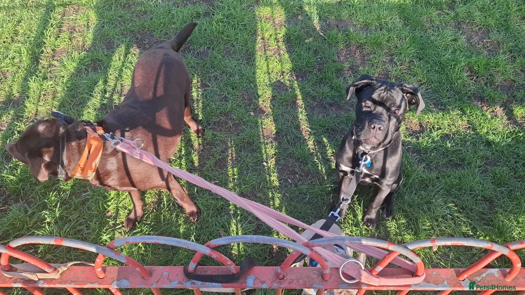 Cane Corso dogs for sale: 7 month old male Cane corso for sale - Advert 2