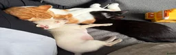 Chihuahua dogs for sale: 6 month old Female Chihuahua - Advert 9