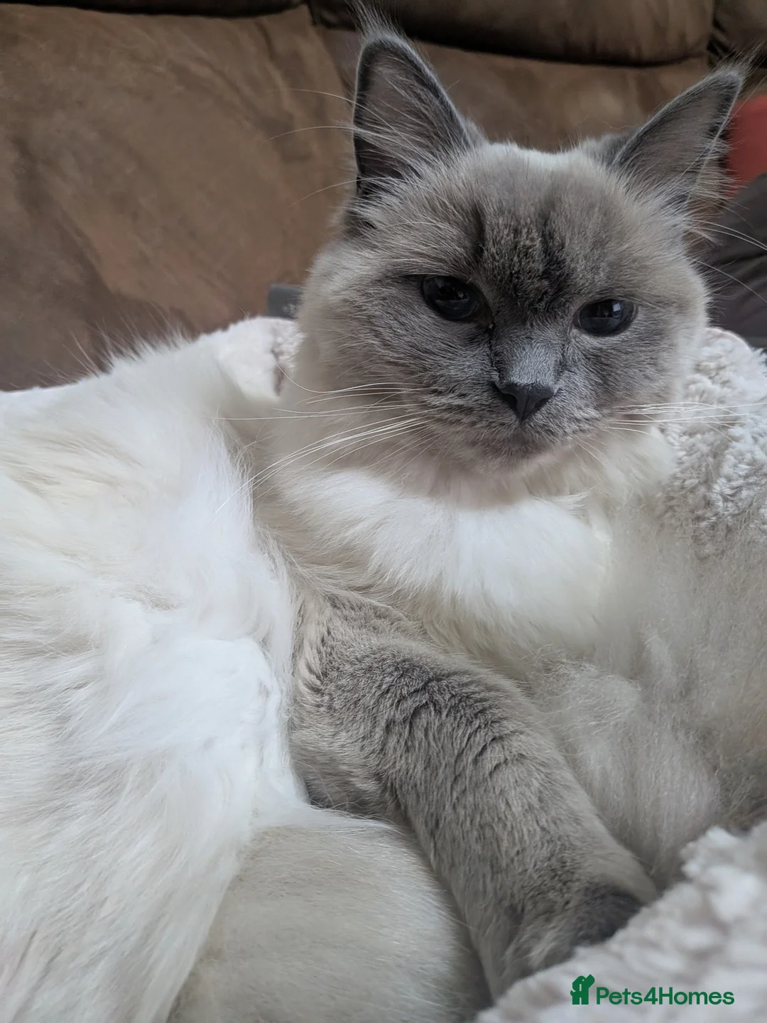 Ragdoll cats for sale: White/grey ragdoll kitten in Harrow - Advert 5