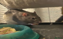 Rat rodents for sale: 2 friendly male rats  - Image 7