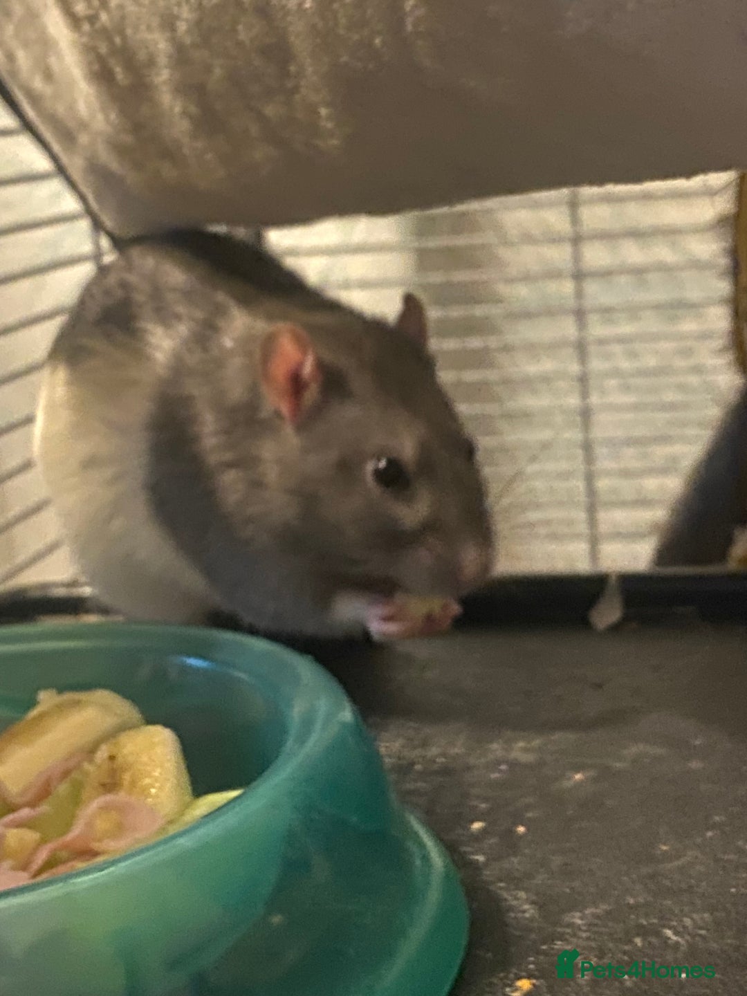 Rat rodents for sale: 2 friendly male rats  - Image 7