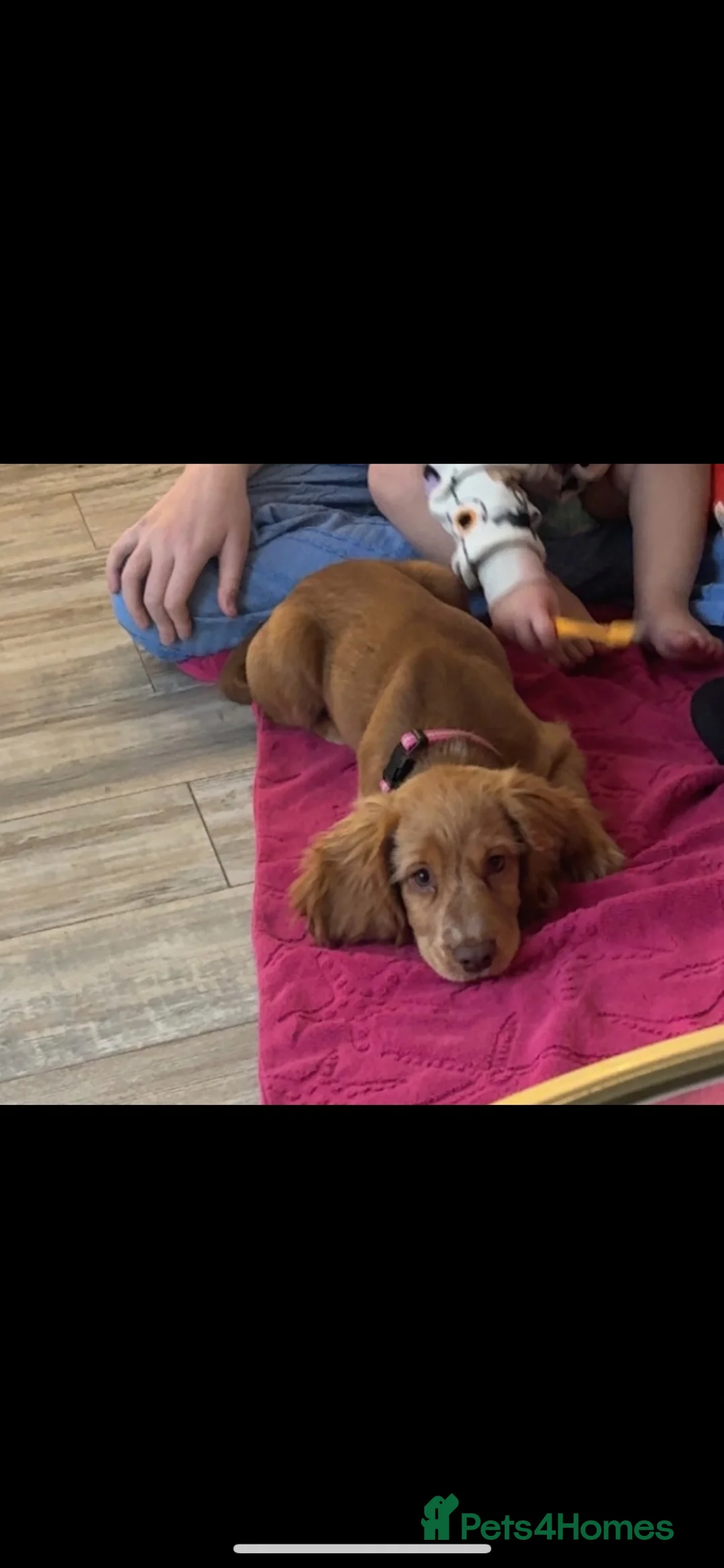 Cocker Spaniel dogs for sale: Cocker spaniel 16 weeks - Advert 4
