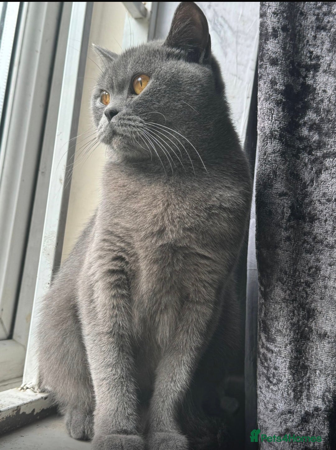 British Shorthair cats for sale: Stunning Blue British Shorthair Kitten 19 Weeks! - Advert 9