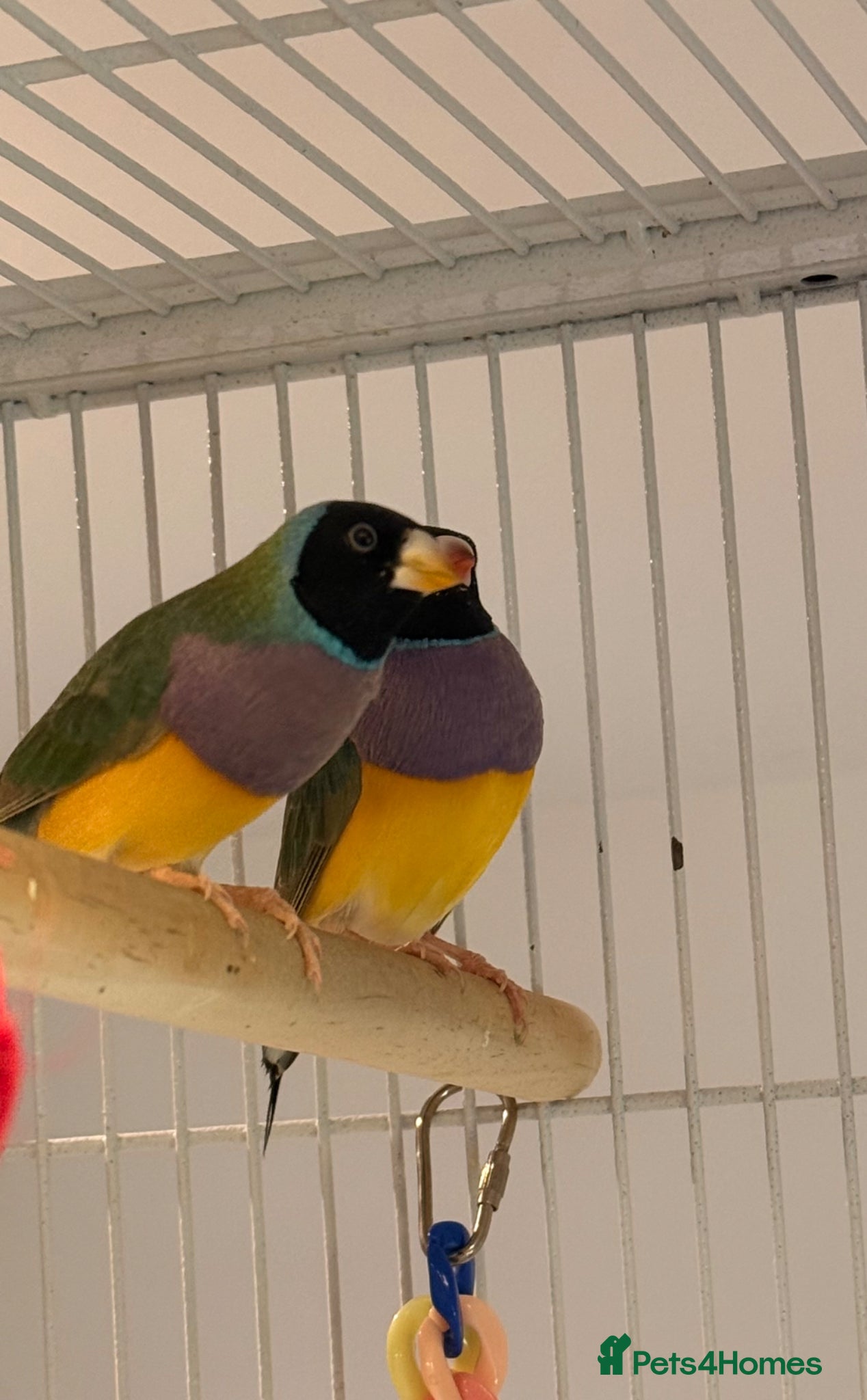 Finches birds for sale: 🐦 TOP QUALITY YOUNG MALE BLACKHEAD GOULDIANS — - Advert 4