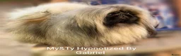 Pekingese dogs for sale: Stunning high quality Pekingese puppies  - Advert 9