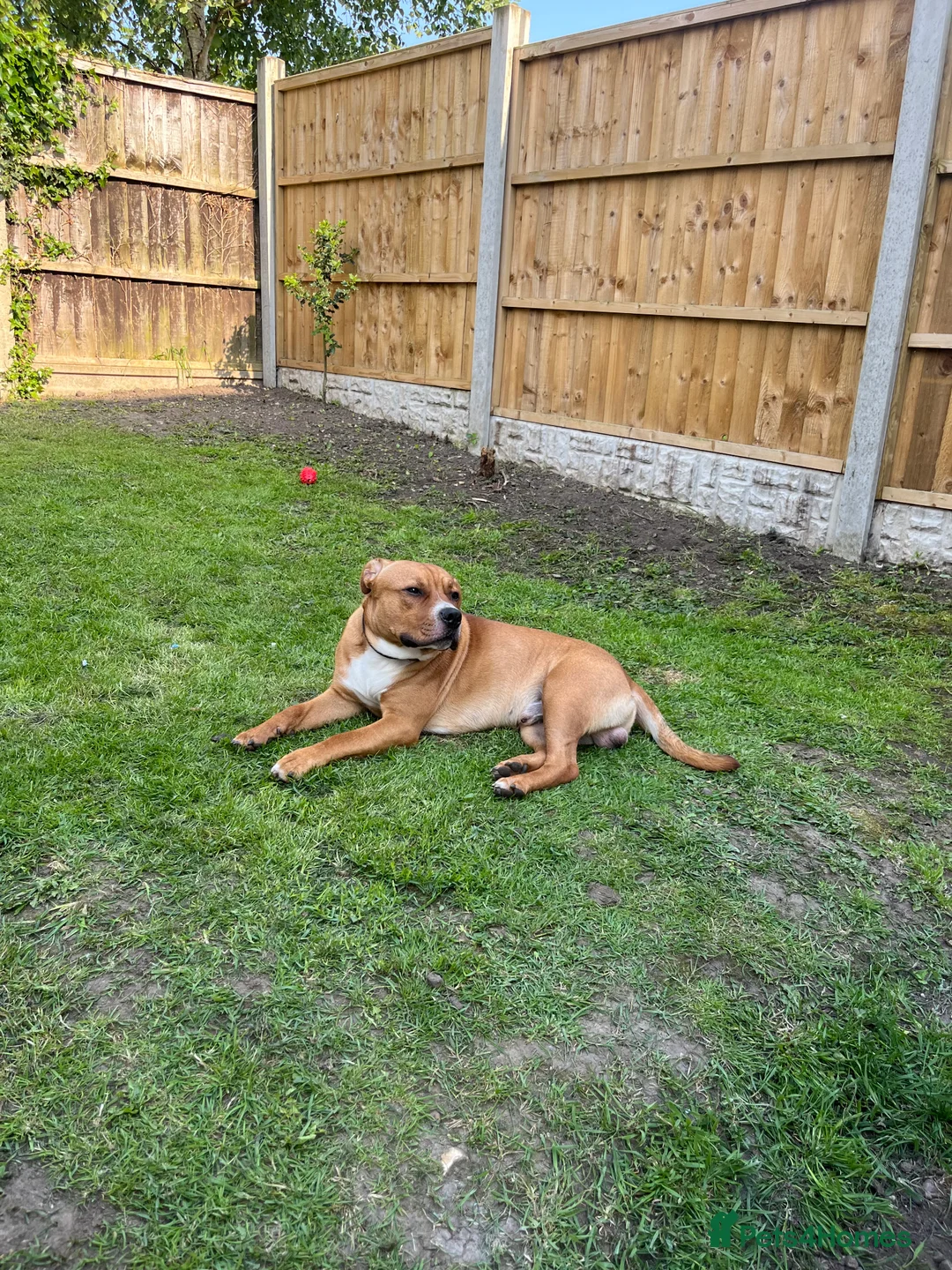 Mixed Breed dogs for sale: Dog for sale in Doncaster - Advert 2