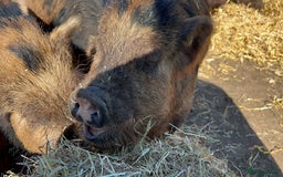 Pig livestock for sale: Kune kune cross, different ages/prices - Image 1