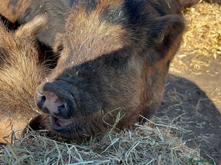 Pig livestock Kune kune cross, different ages/prices - Advert 1