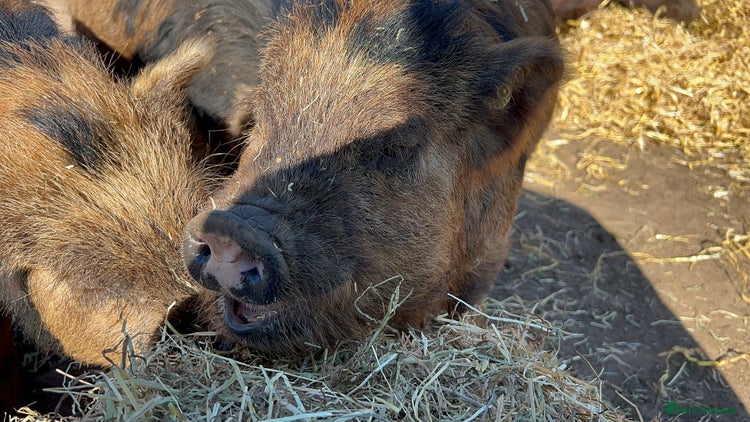 Pig livestock Kune kune cross, different ages/prices - Advert 12