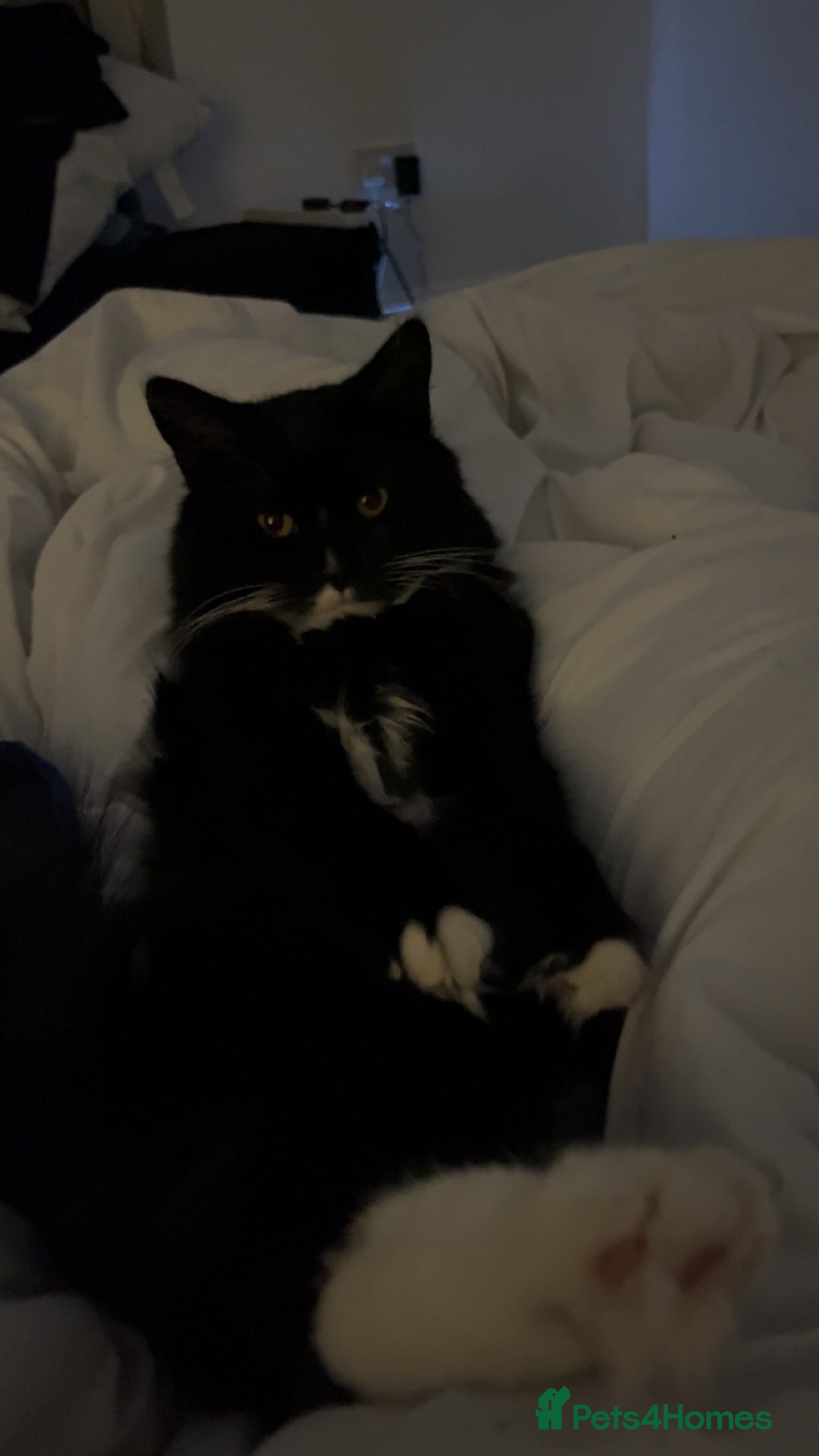 British Shorthair cats for sale: Ikraam - Advert 5