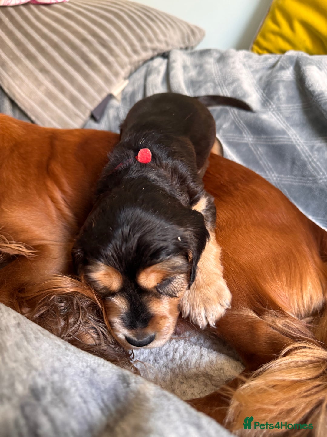 Cocker Spaniel dogs for sale: Show line cocker spaniels - Image 14