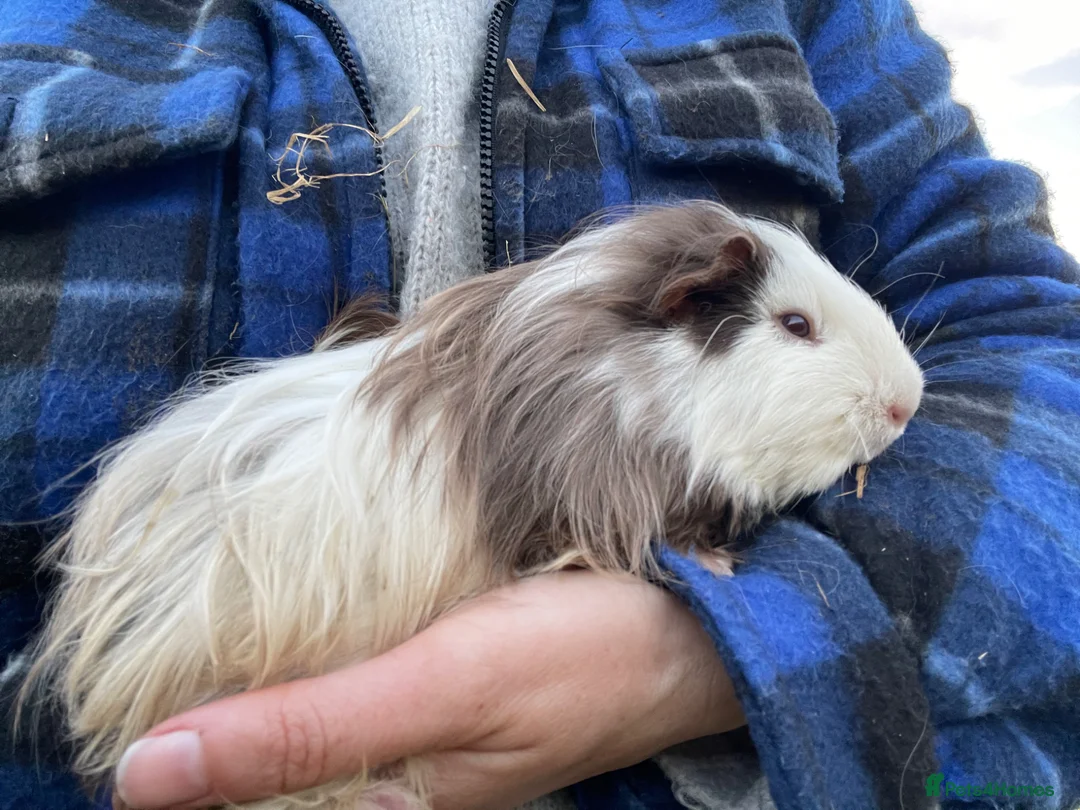 Guinea Pig rodents for sale: Male & Female Guinea Pigs - Advert 1