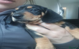 Miniature Dachshund dogs for sale: K.C Beautiful miniature daschunds - Image 15