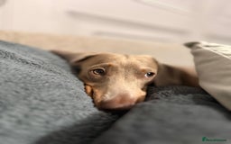 Miniature Dachshund dogs for stud: Isabella make , for stud  - Image 6