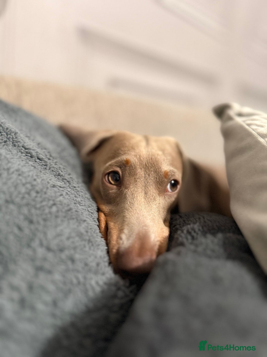 Miniature Dachshund dogs for stud: Isabella make , for stud  - Image 6