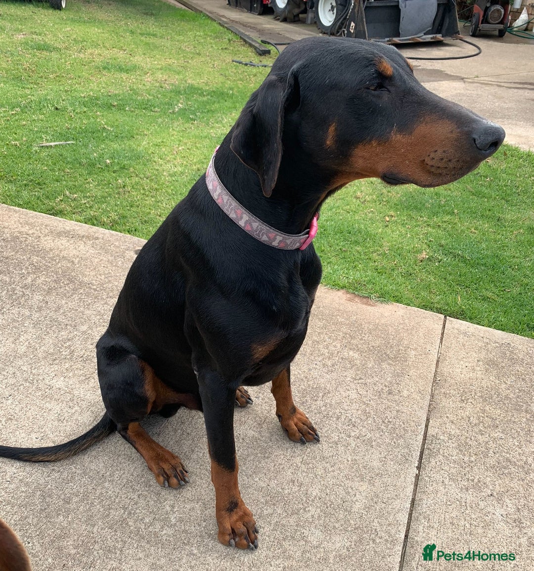 Dobermann dogs for sale: DOBERMAN PUREBREED PUPPIES - Males and Females - Image 3