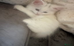 Turkish Angora cats for sale: Gorgeous fluffy Turkish angora cross kittens  - Image 10