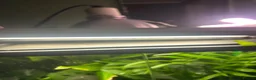 Frog reptiles for sale: White tree frog sold with set up in Manchester - Advert 7