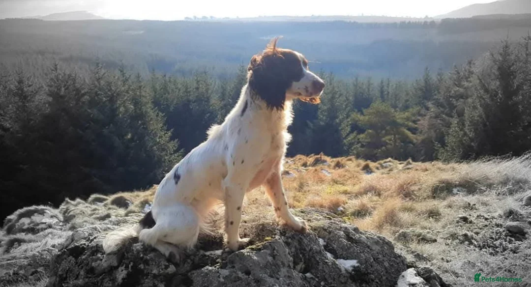English Springer Spaniel dogs for sale: English Springer Spaniel KC Reg - working lines - Advert 1