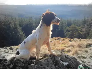 English Springer Spaniel dogs English Springer Spaniel KC Reg - working lines - Advert 3