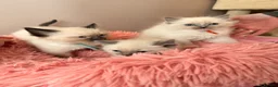 Ragdoll cats for sale: Last Blue point boy ragdoll kitten READY NOW!! - Advert 11
