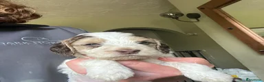 Cockapoo 7