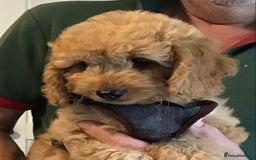 Labradoodle dogs for sale: 5* F1B Mini Labradoodles - health tested  - Image 26