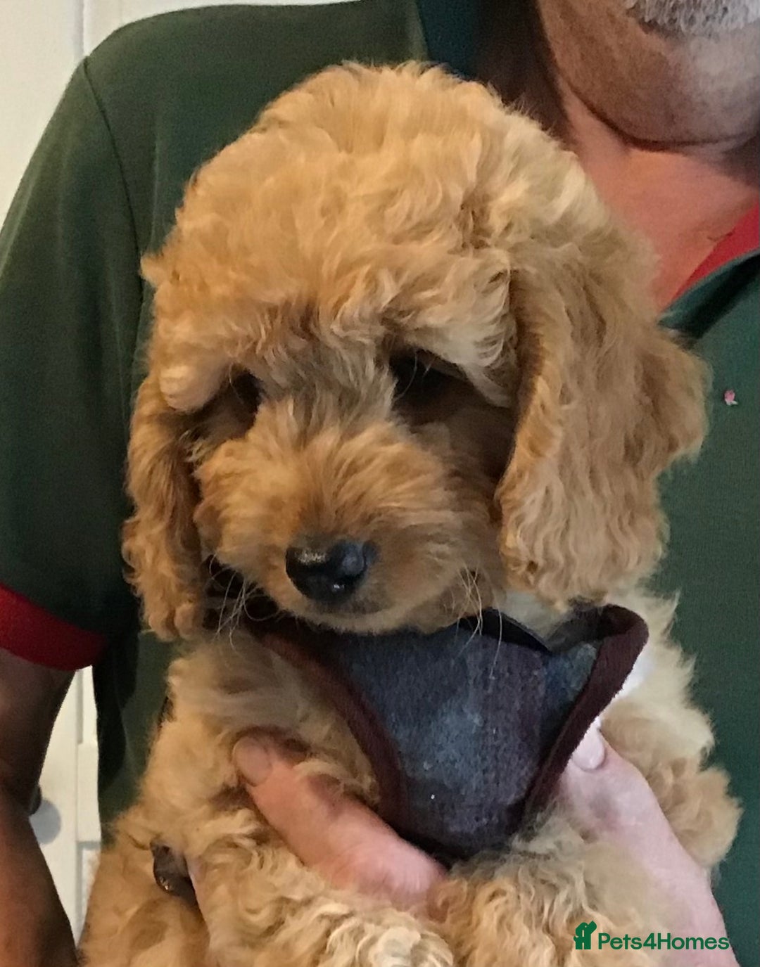 Labradoodle dogs for sale: 5* F1B Mini Labradoodles - health tested  - Image 26