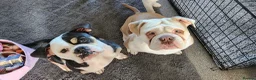 Olde English Bulldogge dogs for sale: READY TO LEAVE 3 old English bulldog  - Advert 11
