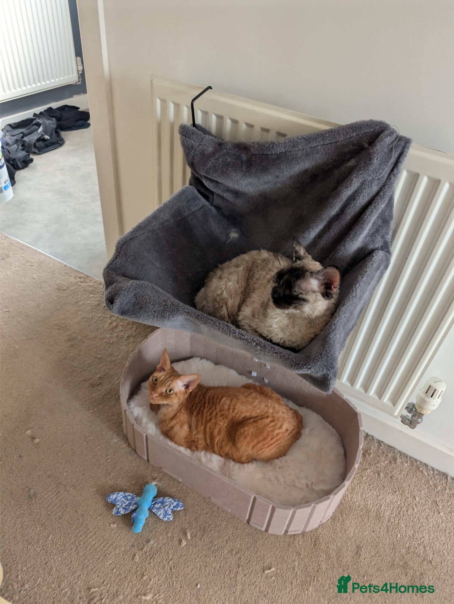 Devon Rex cats 2x Devon Rex Cats (5years old) - Advert 4