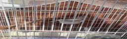 Canaries birds for sale: IP24 2jp hood way Thetford  in Thetford - Advert 4