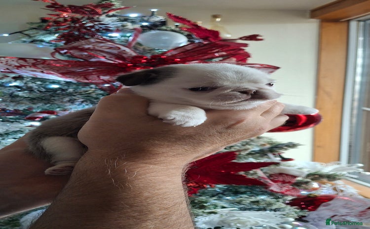 Pug dogs Stunning panda pug puppies - Advert 9