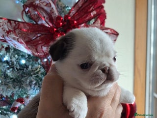 Pug dogs Stunning panda pug puppies - Advert 8